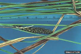 Image result for Carex cognata