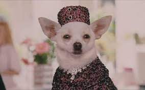 Chloe In Pill Box Hat And Jacket Beverly Hills Chihuahua Movie Beverly Hills Chihuahua Chihuahua Love Teacup Chihuahua Puppies
