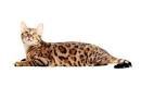 Bengal cat - Wikipedia