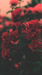 45 beautiful roses wallpaper backgrounds for iphone wallpaper iphone roses red roses wallpaper flower iphone wallpaper
