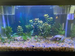 Is My Tank Overcrowded See Comment And Captions For Info R Aquarium