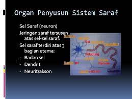 Berbicara tentang sistem gerak pada hewan, tentu memiliki perbedaan antara sistem gerak hewan vertebrata maupun sistem gerak invertebrata. Terminologi Medis Ii Pathology Of Nervous System Patologi