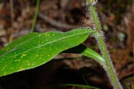 Image result for Haumaniastrum suberosum