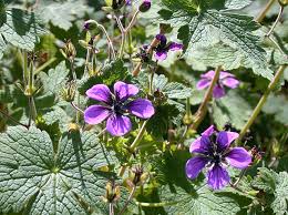 Image result for Geranium mlanjense
