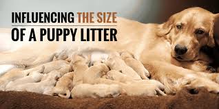 What Influences The Size Of A Puppy Litter