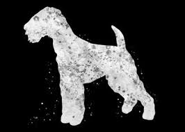 They were somewhat lacking in scenting skills and swimming ability though, so in the 1800s near the area of the river aire these terriers were crossed with otter. Airedale Terrier Dog Poster By Yahya Art Displate