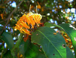 Image result for Englerina