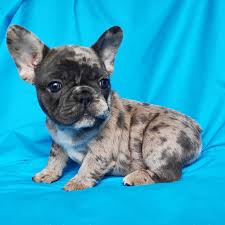 Small bay area hobby french bulldog breeder, frenchie puppies come with health exam, vaccination and worming done. Blue Merle Puppies French Bulldog Puppies Miami Facebook