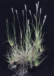 Image result for Enneapogon desvauxii