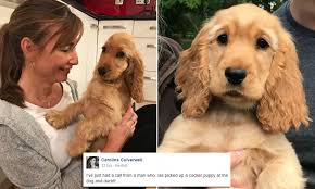 The english cocker spaniel is a breed of gun dog. Stolen Cocker Spaniel Puppy Mika Is Reunited Daily Mail Online