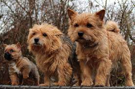 Nun sind wir 3 wochen alt, es wird spannend, wir sind ins. Startseite Norwich Terrier Of Humans Best Friend