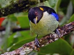 Image result for Nidorella burundiensis