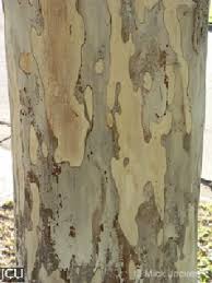 Image result for Caesalpinia ferrea