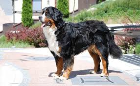Check spelling or type a new query. Bernese Mountain Dog Puppies A Great Worker Companion Petmoo