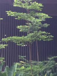 Image result for Terminalia neotaliala