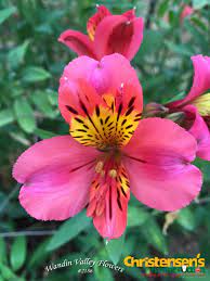 French Pink Alstroemeria Flowerauction Wandinvalleyflowers Wholesale Flowers Flowers Australia Flower Market