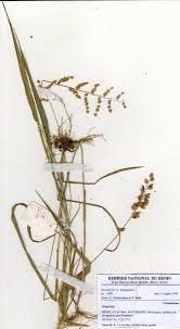 Image result for Eragrostis turgida
