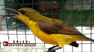 Check spelling or type a new query. Suara Panggilan Sogok Ontong Betina Pikat Ampuh 100 Bikin Kolibri Sriganti Jantan Nyaut Bunyi Gacor Youtube