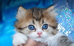 All colors are permissible in both coat varieties. Minuet Kittens Cattery
