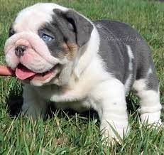 Pin On My Favorite Dogs