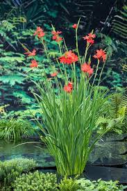 Image result for Hesperantha