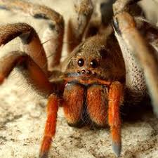 The brazilian wandering spider is the name of many spider species in the phoneutria genus. 10 Best Brazilian Wandering Spider Ideas Brazilian Wandering Spider Spider Arachnids
