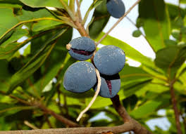 Image result for Terminalia boivinii