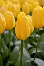 Unlike many bulbs, daffodil bulbs can last for decades, even spreading as time goes on. Tulip Yellow Emperor Bulb Flowers Tulip Bulbs Yellow Emperor