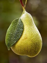 Epingle Sur Fruits Berries