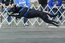 Dolly A Rescue Mutt From Boulder Humane Society Tearing It Up In A Flyball Tournament With The Denver Speed Demons Sporting Dogs Animal Companions Pets