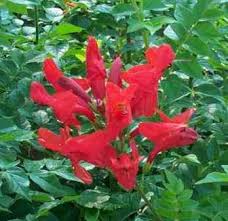 Red bignonia seeds, cape honeysuckle (tecoma capensis, tecomaria capensis). Red Cape Honeysuckle Hummingbird Plants Almost Eden
