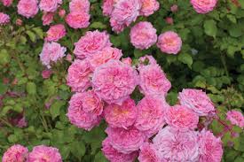 Check spelling or type a new query. The Collection Drift Roses