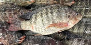 Ada banyak jenis dan spesies ikan, secara umum dibedakan menjadi ikan air asin dan ikan air tawar. 23 Jenis Ikan Air Tawar Yang Populer Dikonsumsi Dipelihara Pintarpet