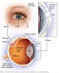 Cornea Transplant Mayo Clinic