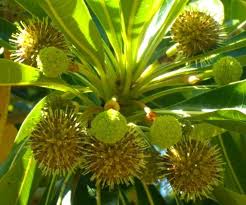 Image result for Breonadia