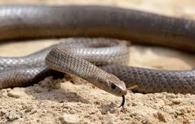 The species is native to eastern and central australia and southern new guinea. Snake Catcher Shares Chaotic Video Of Deadly Serpent In Woman S Bedroom