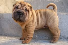 Love Him Shar Pei Puppies Shar Pei Dog Shar Pei