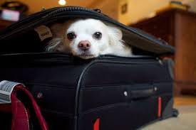 12 Things Dog Owners Understand About The Wonderful Pups Kopek