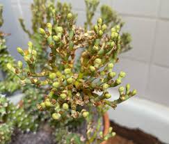 Image result for Euphorbia williamsonii