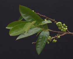 Image result for Peraceae