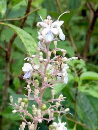 Image result for Rotheca