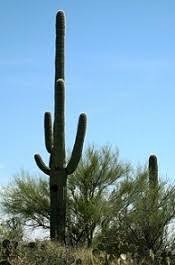 Cholla cactus represent more than 20 species of the opuntia genus (family cactacea) in the north american deserts. Commensalism Relationship Examples Definition Types Video Lesson Transcript Study Com