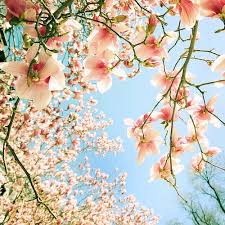 In the morning … lara always gets 1) up at 7 o'clock, and gets dressed. Cherry Blossoms Always Light Up My Life And Bring A Smile To My Face Their Soft Aroma On The Spring Breeze Is M Beautiful Flowers Love Flowers Spring Flowers