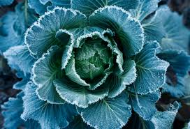 This is one of the top recommended, most effective ways to my top recommended organic pesticide to kill cabbage worms is bacterial thuringiensis, also known as bt. Homemade Pesticides For Cabbage Worms