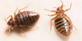 Our specialists are experienced and professional to evacuate bed bugs from the entire place without any health effect. Bed Bug Treatment Removal Info Environmental Pest Control