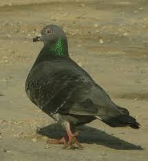 Maybe you would like to learn more about one of these? ÙŠØ§ Ø­Ù…Ø§Ù…Ø© ØºØ±ÙŠØ¨Ø© ÙƒÙ„ ØµÙˆØª ØªØ¬ÙŠØ¨Ù‡