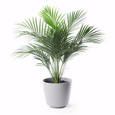 Image result for Dracaenaceae