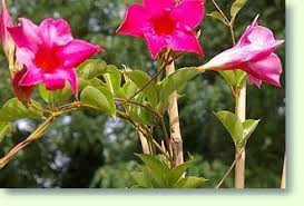 Bei uns sind die mandevillas auch unter dem synonym dipladenia bekannt, und es handelt sich bei ihnen um eine gut sundaville überwintern. Dipladenia Pflege Der Pflanze Pflanzenfreunde Com