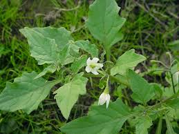Image result for Solanum giganteum