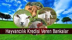 buyukbas ve kucukbas hayvan kredisi veren bankalar hayvan